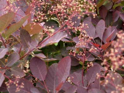 Cotinus coggygria royal purple