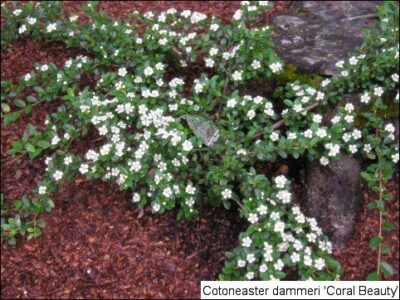 12484_03 Cotoneaster coral beauty