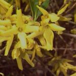Forsythia intermedia