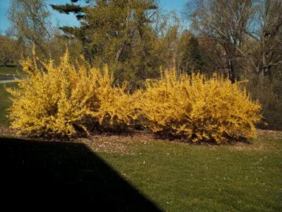 Forsythia intermedia