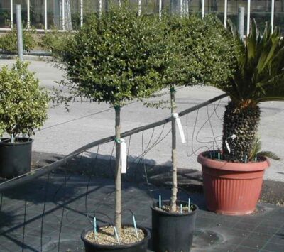 12554_02 Ligustrum jonandrum alberello