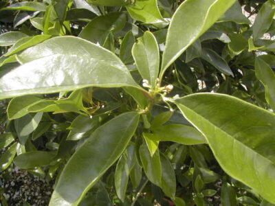 12576_02 Osmanthus fragrans