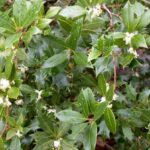 12578_01 Osmanthus ilicifolius