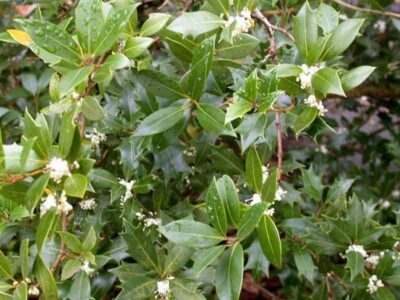 12578_01 Osmanthus ilicifolius