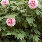 Paeonia suffruticosa