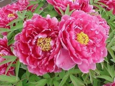 Paeonia suffruticosa