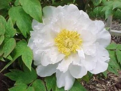 Paeonia suffruticosa