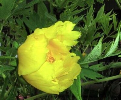 Paeonia suffruticosa