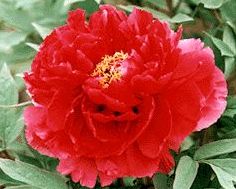 Paeonia suffruticosa