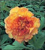 Paeonia suffruticosa