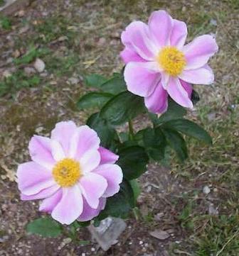 Paeonia suffruticosa