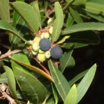 12586_01 Phillyrea angustifolia Ilatro sottile