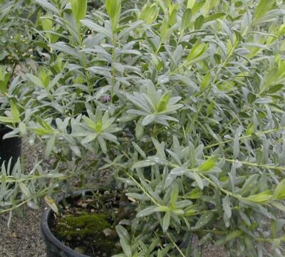 Polygala myrtifolia - immagine 2