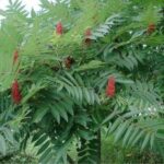 Rhus typhina