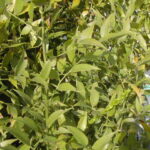 12634_01 Ruscus aculeatus Pungitopo