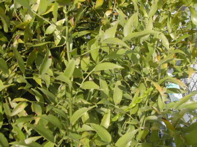 12634_01 Ruscus aculeatus Pungitopo