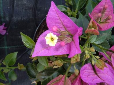 12675_02 Bougainvillea glabra