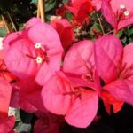 12676_01 Bougainvillea californiana