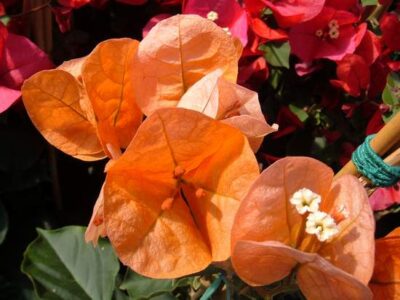 12676_02 Bougainvillea californiana
