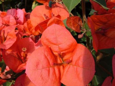 12676_03 Bougainvillea californiana