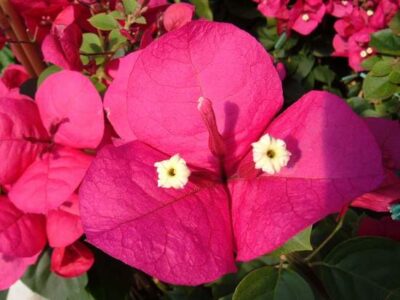 12676_04 Bougainvillea californiana