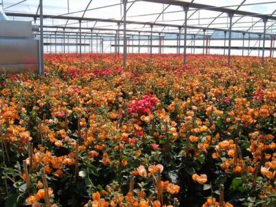 12676_05 Bougainvillea californiana