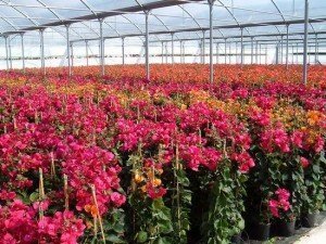 12676_06 Bougainvillea californiana
