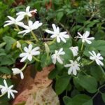 12694_01 Jasminum azoricum