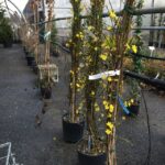 12697_01 Jasminum nudiflorum Gelsomino
