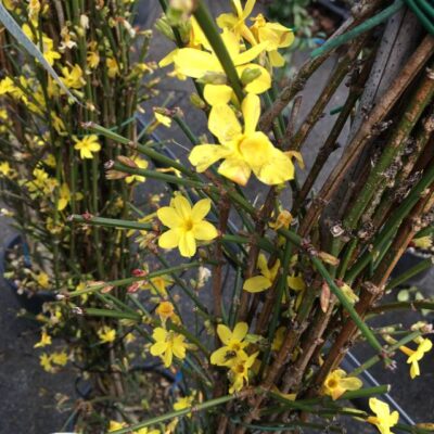 12697_02 Jasminum nudiflorum Gelsomino