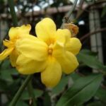 12699_01 Jasminum primulinum Gelsomino