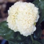 12702_01 Jasminum sambac