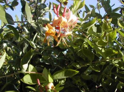 12704_02 Lonicera x heckrottii