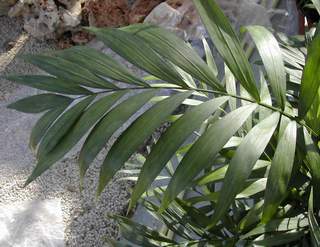 12725_01 Chamaedorea elegans
