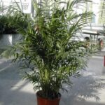 12725_02 Chamaedorea elegans