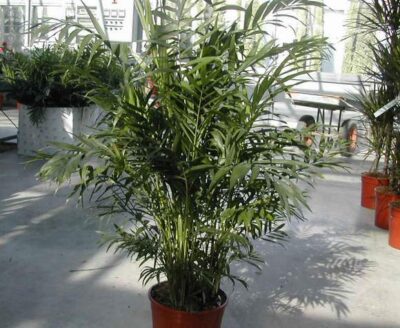 12725_02 Chamaedorea elegans