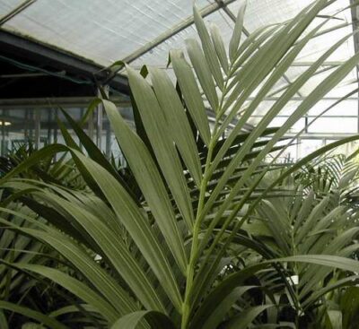 12730_02 Kentia forsteriana