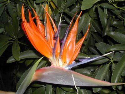 12766_02 Strelitzia reginae