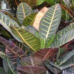 12794_01 Codiaeum petra