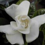 12804_01 Gardenia jasminoides