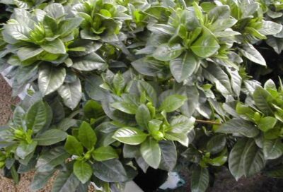 12804_02 Gardenia jasminoides