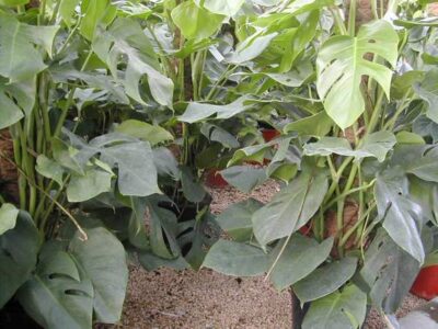 12814_02 Philodendron pertusum