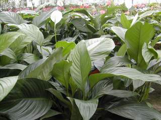 Spathiphyllum wallisii - Vivai Frappetta Roma