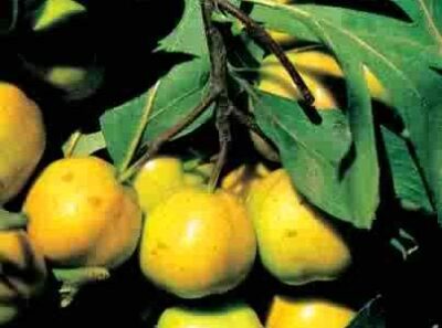 CRATAEGUS AZERUOLUS AZZERUOLO