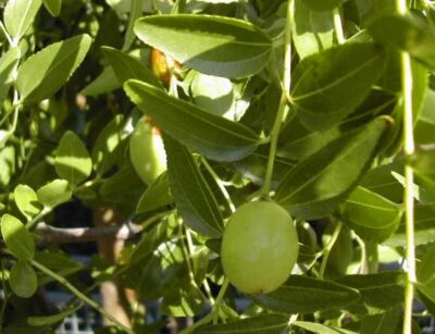 Ziziphus sativa specie tipo