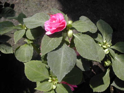 12891_02 Impatiens walleriana