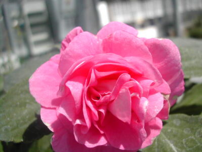 12891_03 Impatiens walleriana