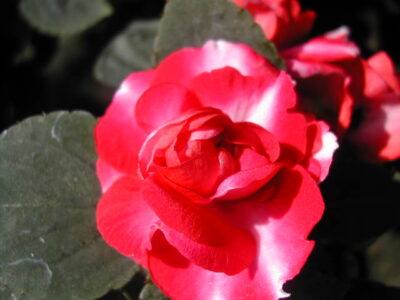 12891_04 Impatiens walleriana