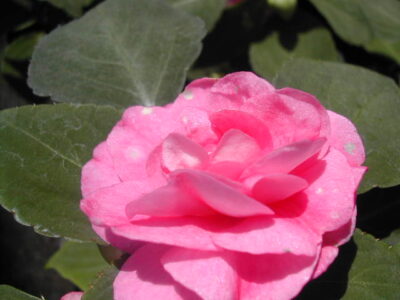 Impatiens walleriana FIORE DI VETRO