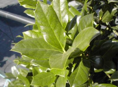 12928_02 Ilex aquifolium Agrifoglio